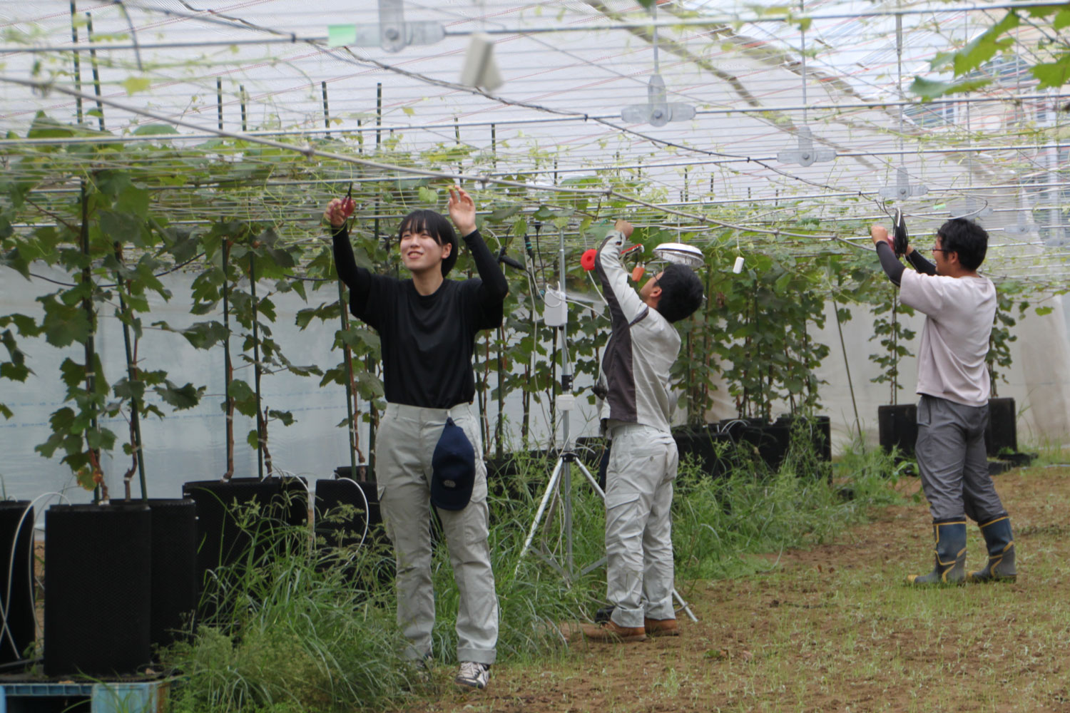 ハウス内での栽培作業の様子